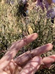 Chenopodium nutans eremaeum