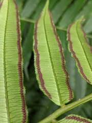 Angiopteris lygodiifolia