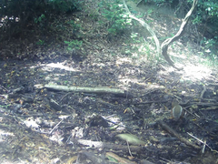 Sciurus lis