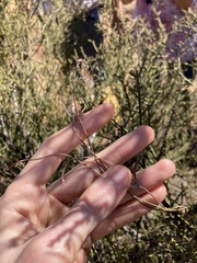 Chenopodium nutans eremaeum