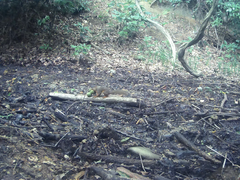 Sciurus lis