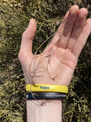 Chenopodium nutans eremaeum