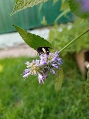 Melissodes bimaculatus