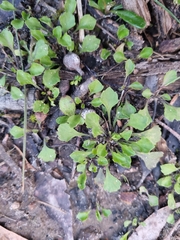 Viola cleistogamoides