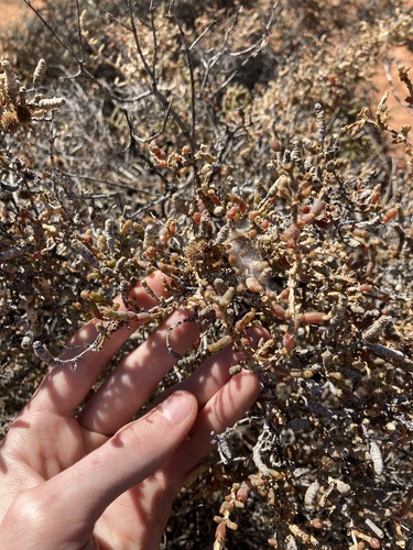 Image of Tecticornia indica by (c) Thomas Mesaglio, some rights reserved (CC BY)