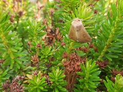 Mythimna albipuncta