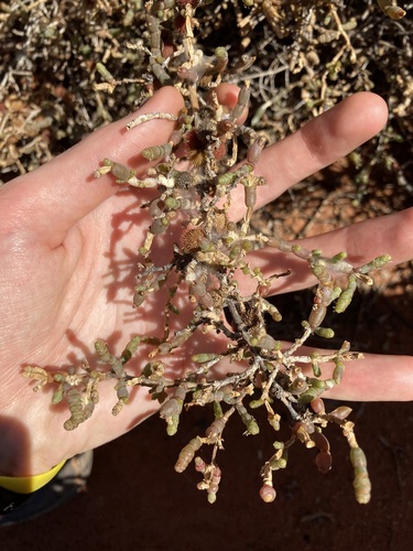 Image of Tecticornia indica by (c) Thomas Mesaglio, some rights reserved (CC BY)