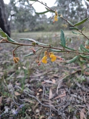 Grevillea chrysophaea