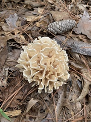 Sparassis spathulata