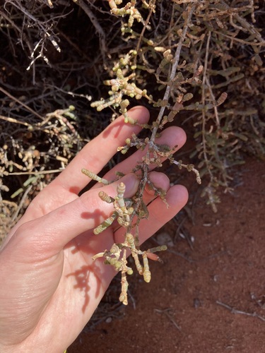 Image of Tecticornia indica by (c) Thomas Mesaglio, some rights reserved (CC BY)