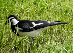 Grallina cyanoleuca