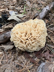 Sparassis spathulata