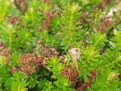Mythimna albipuncta