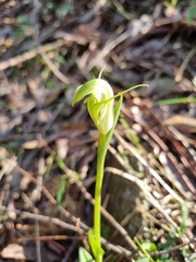 Pterostylis alpina