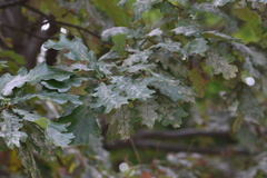 Erysiphe alphitoides