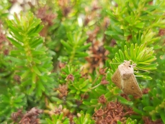 Mythimna albipuncta