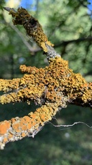 Xanthoria parietina