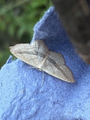 Scopula imitaria