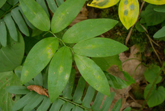 Polygonatum pubescens