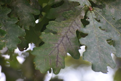 Erysiphe alphitoides