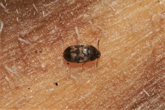Litargus balteatus