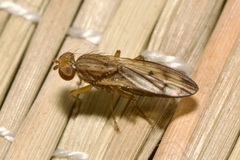 Opomyza germinationis