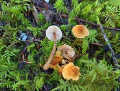 Cystoderma jasonis