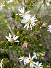 Olearia muelleri