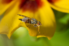 Dioxyna picciola