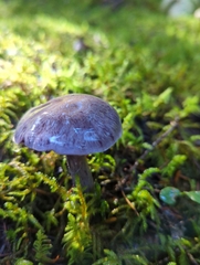 Thaxterogaster occidentalis