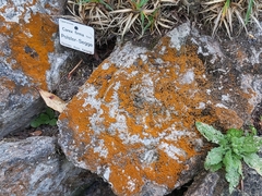 Trentepohlia