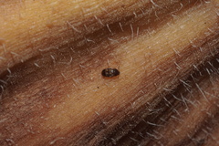 Litargus balteatus