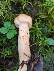 Chroogomphus tomentosus