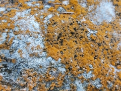 Trentepohlia