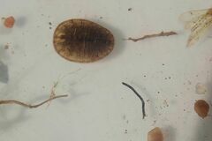 Afrobrianax ferdyi