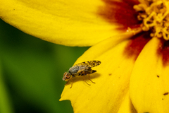 Dioxyna picciola
