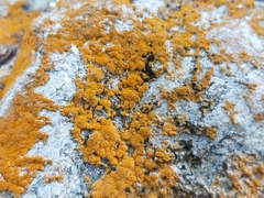 Trentepohlia