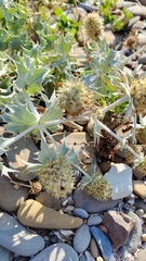 Eryngium maritimum