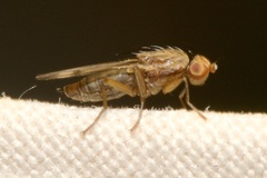 Opomyza germinationis