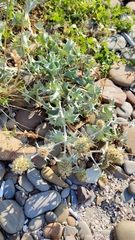 Eryngium maritimum