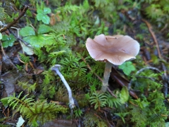 Cortinarius barlowensis