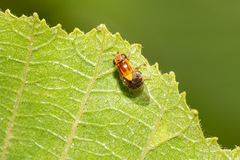 Thaumatomyia rubida