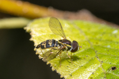 Toxomerus occidentalis