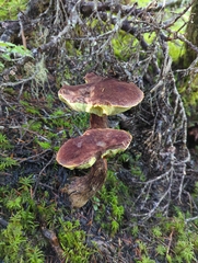 Aureoboletus mirabilis