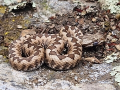 Vipera ammodytes