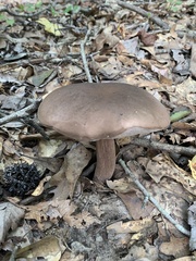 Tylopilus