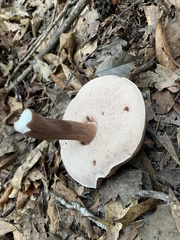 Tylopilus