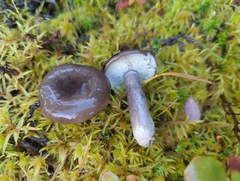 Lactarius pseudomucidus