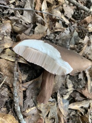 Tylopilus