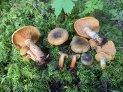 Lactarius aurantiosordidus